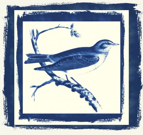 animal-bird-arctic-blue-bird-done-blue